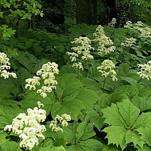 Rodgersia podophylla