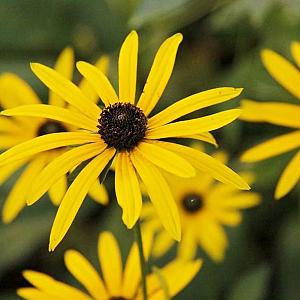 Rudbeckia fulgida deamii