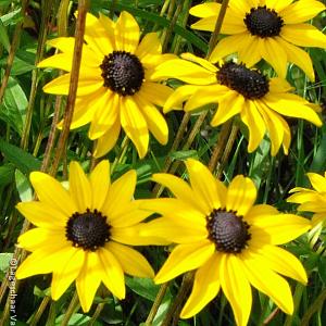 Rudbeckia fulgida fulgida