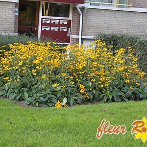 Rudbeckia f. 'Goldsturm'