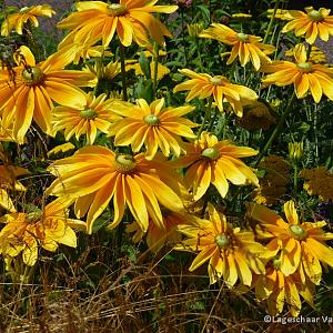 Rudbeckia hirta 'Prairie Sun'