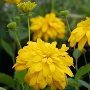 Rudbeckia laciniata 'Goldquelle'