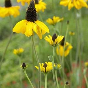 Rudbeckia maxima