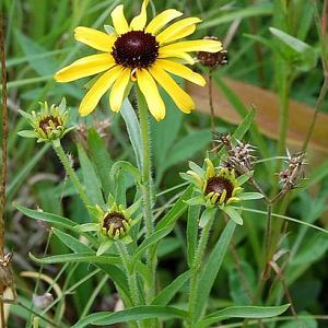 Rudbeckia missouriensis