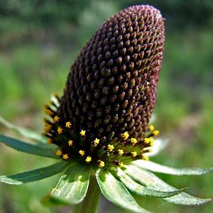 Rudbeckia occidentalis