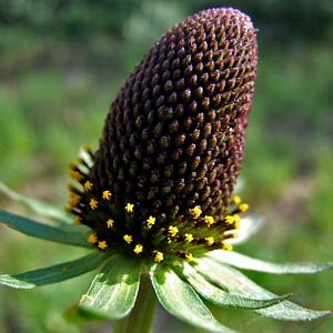 Rudbeckia occident. 'Green Wizard'