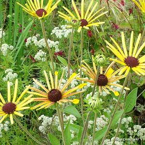 Rudbeckia subt. 'Henry Eilers'