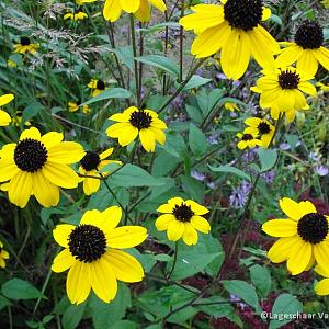 Rudbeckia triloba