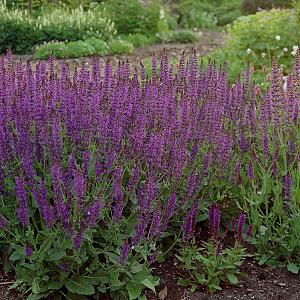 Salvia nemorosa