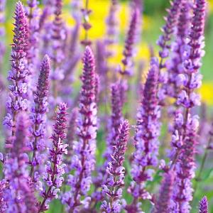 Salvia nemorosa 'Amethyst'