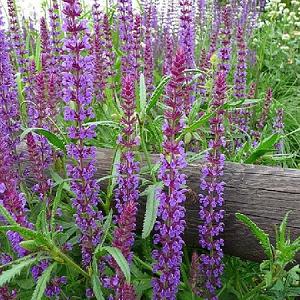 Salvia nemorosa 'Blaukönigin'