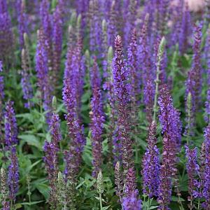 Salvia nemorosa 'Ostfriesland'