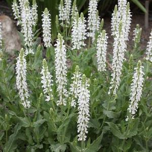 Salvia nemorosa 'Schneehügel'