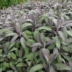 Salvia off. 'Purpurascens'