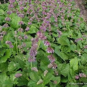 Salvia verticillata 'Purple Rain'