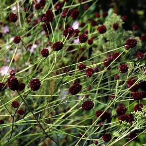 Sanguisorba minor