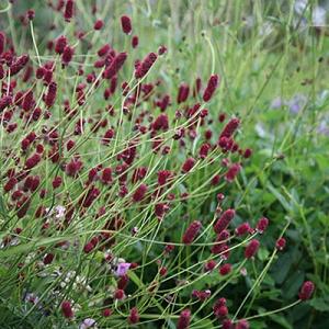 Sanguisorba offic. 'Red Thunder'