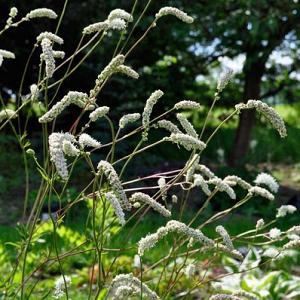 Sanguisorba tenuifolia alba