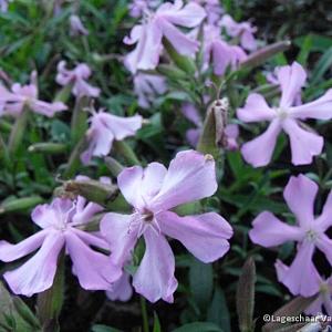 Saponaria lempergii 'Max Frei'