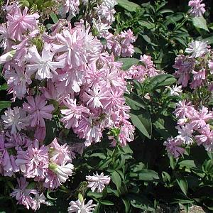 Saponaria officinalis 'Rosea Plena'