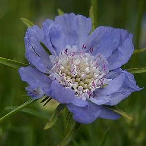 Scabiosa cauc. 'Perfecta'