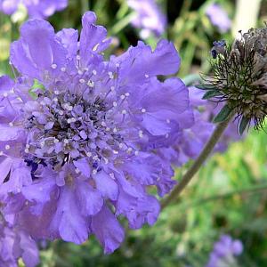 Scabiosa col. 'Butterfly Blue'