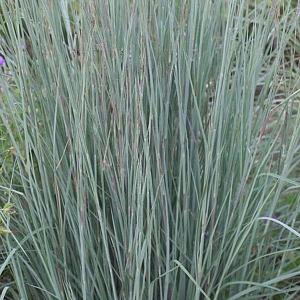 Schizachyrium sc. 'Prairie Blues'