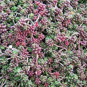 Sedum album 'Coral Carpet'