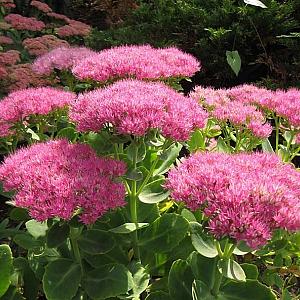 Sedum spectabile 'Rosenteller'