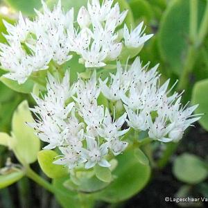 Sedum spectabile 'Stardust'