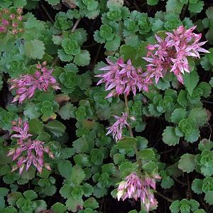 Sedum spurium