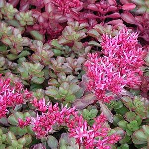 Sedum spurium 'Fuldaglut'