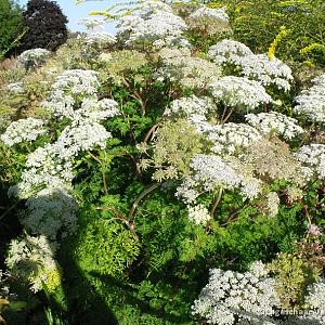 Selinum wallichianum