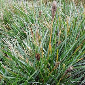 Sesleria caerulea