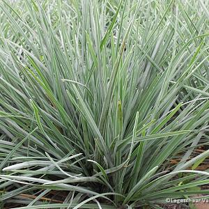 Sesleria nitida