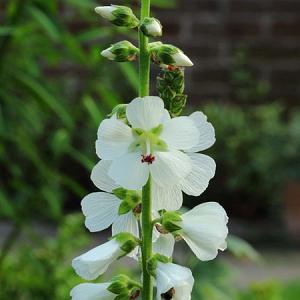 Sidalcea candida 'Bianca'