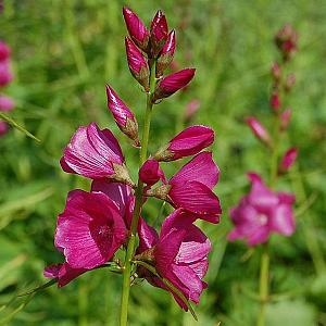 Sidalcea oregana 'Brilliant'