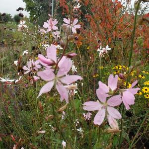 Sidalcea 'Rosaly'