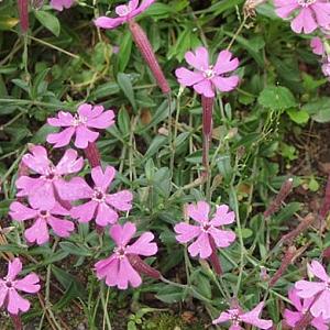 Silene schafta