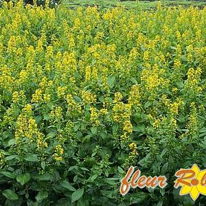 Solidago flex. 'Flexi Belle'