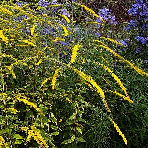 Solidago rugosa 'Fireworks'