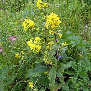 Solidago virgaurea