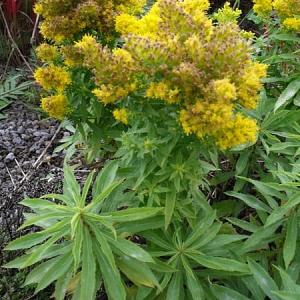 Solidago 'Golden Dwarf'