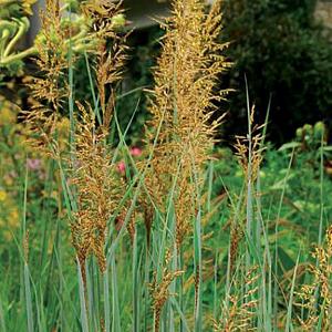 Sorghastrum nutans 'Indian Steel'