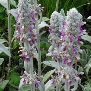 Stachys byzantina