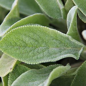 Stachys byzantina 'Cotton Boll'