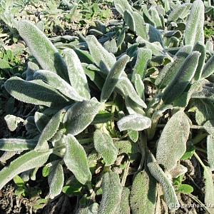 Stachys byzantina 'Silver Carpet'