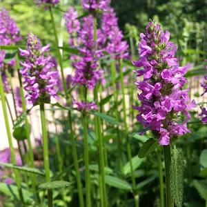 Stachys monieri 'Hummelo'