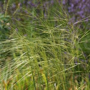 Stipa capillata