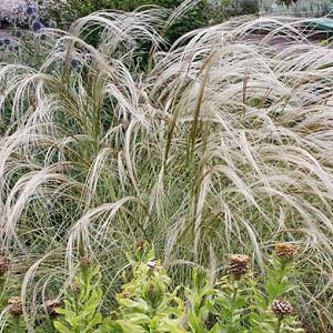 Stipa pennata